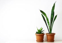 Growing Green: Indoor Plants for a Healthier Home